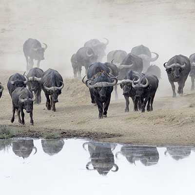 adventure safari in tanzania