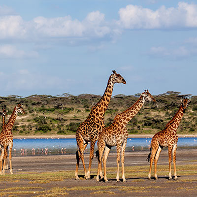 Tanzania Safari