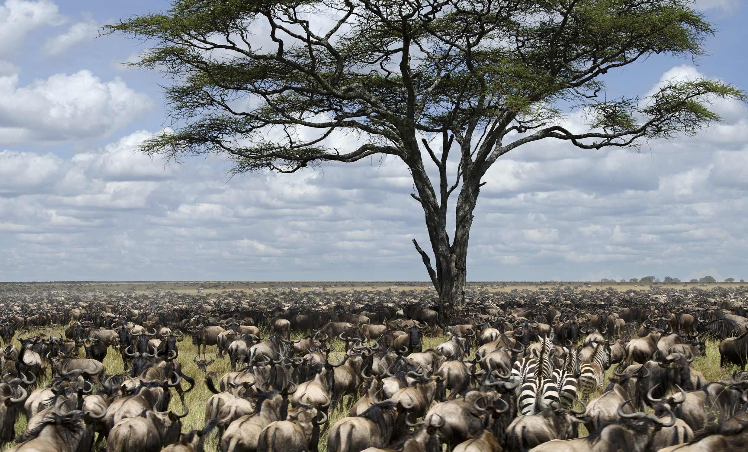 wildebeest migration