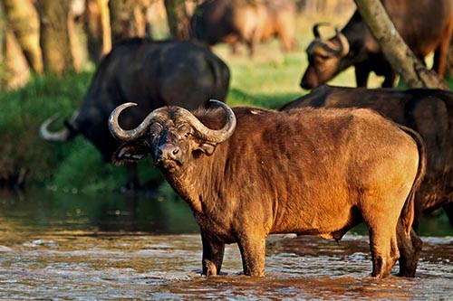 Ngorongoro Crater