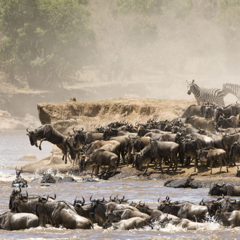 Serengeti wildebeest migration