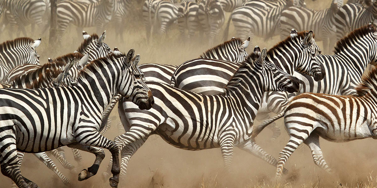 Serengeti wildebeest migration