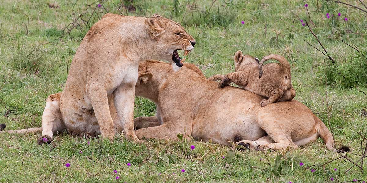 Tanzania safari