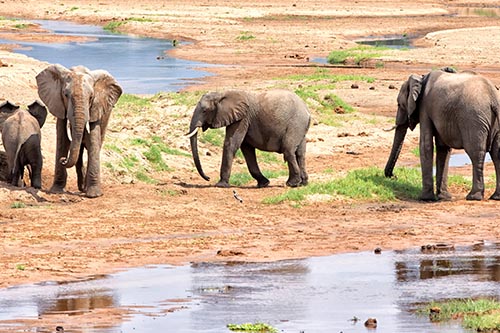 Tarangire National Park